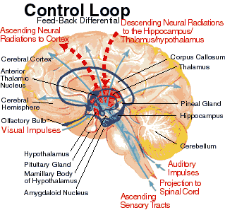 Control Loop (Feed-back Diferential)