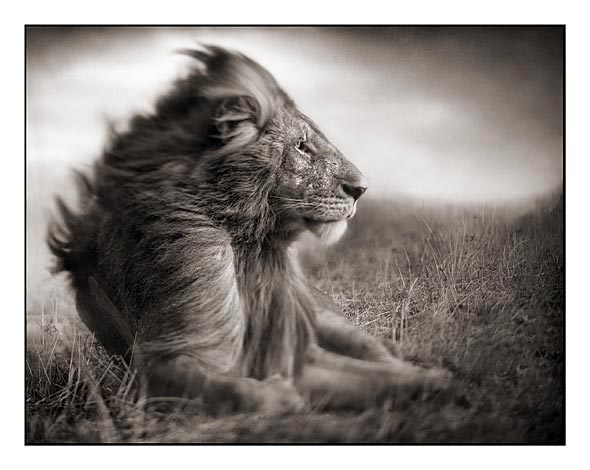 Lion Before the Storm